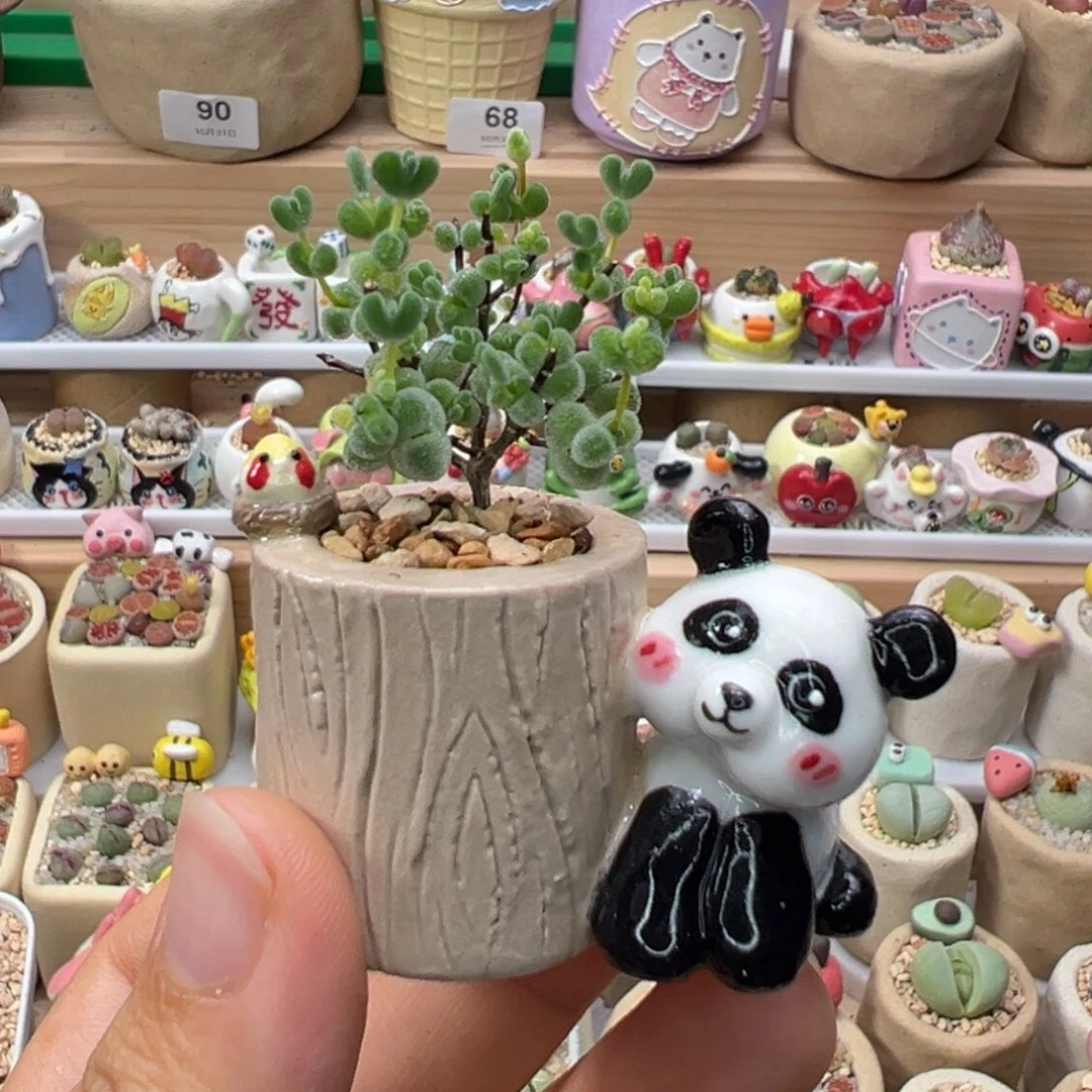 多肉植物91号枝干