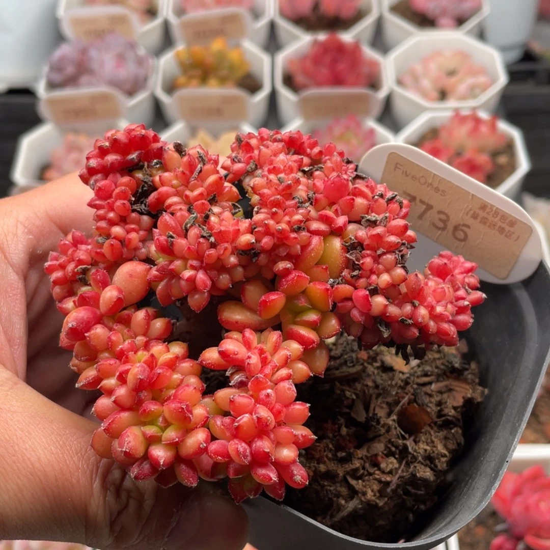 红唇缀7736-9.5厘米