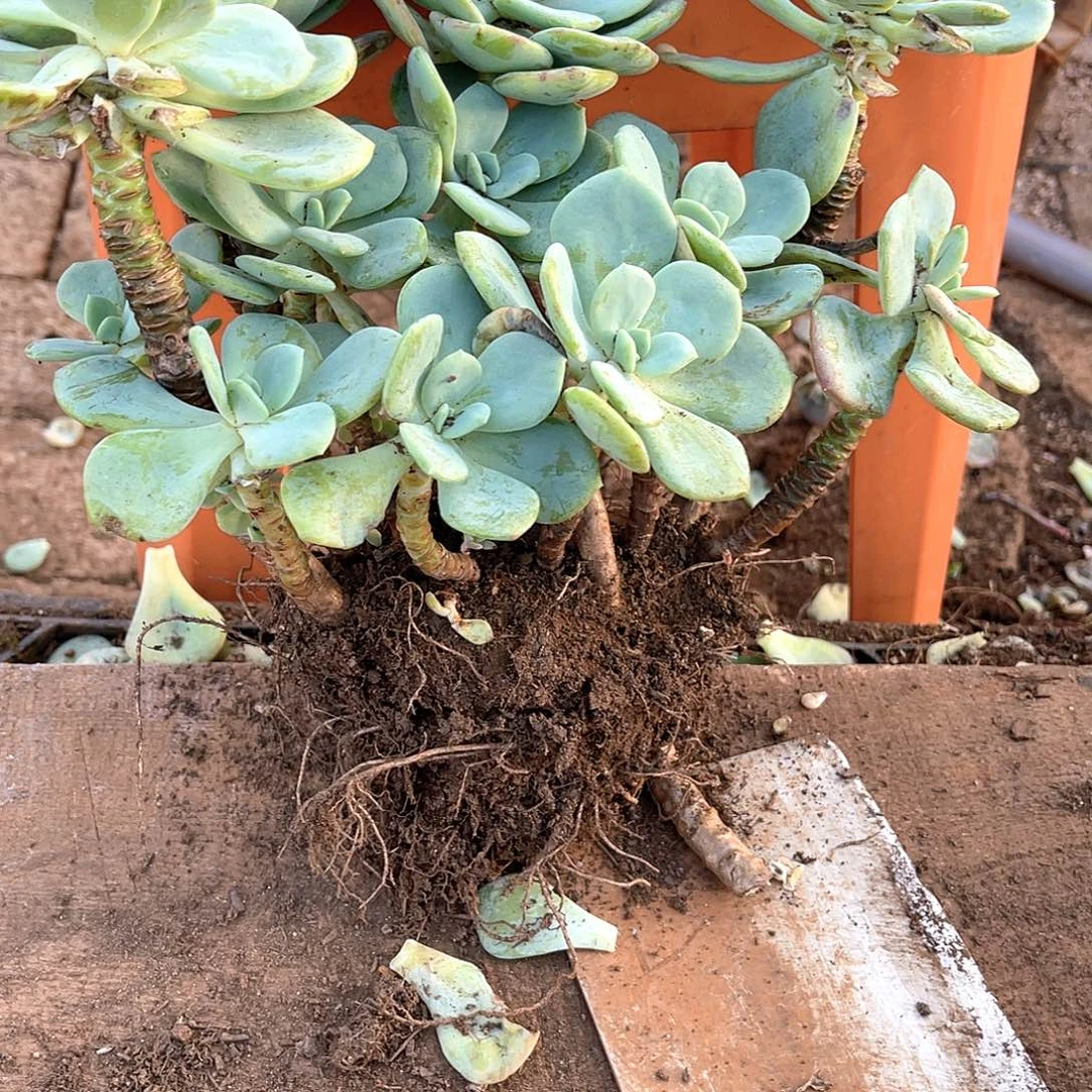 平****10级福利无砍不售后