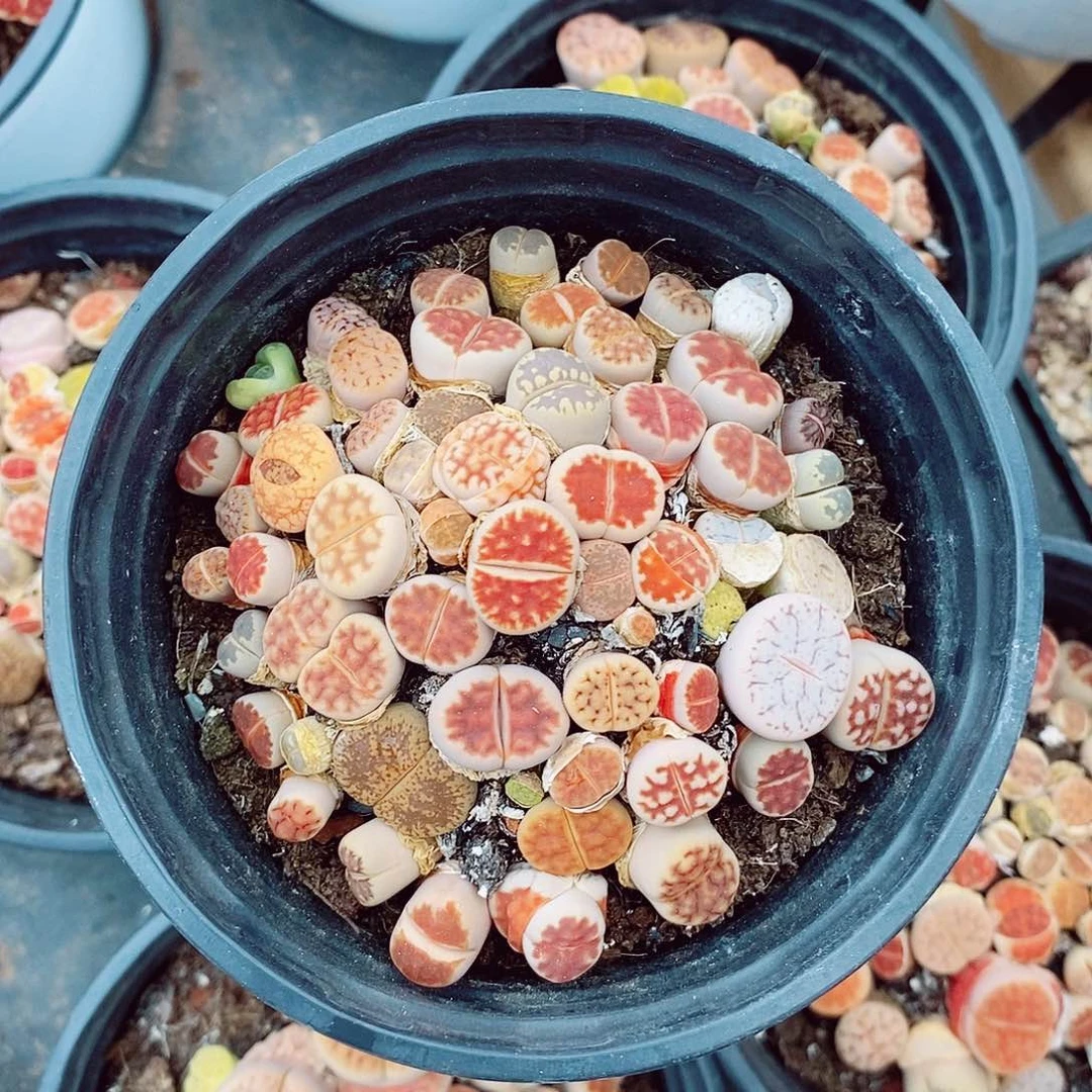 生石花8cm多肉植物