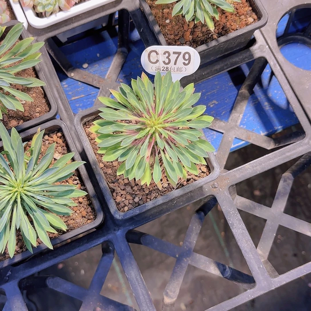 C***靓C379铁甲麒麟一物一拍啊