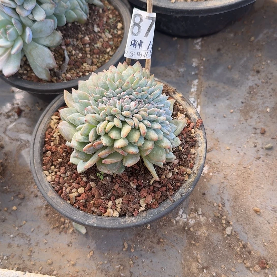 牛***妈星影缀化呀呀呀妈呀