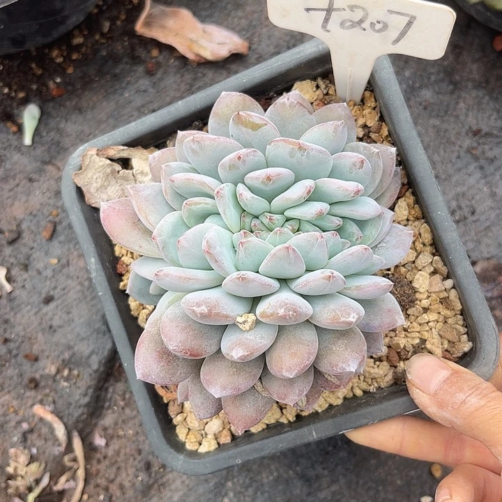 岁***好两单包邮，一物一拍207