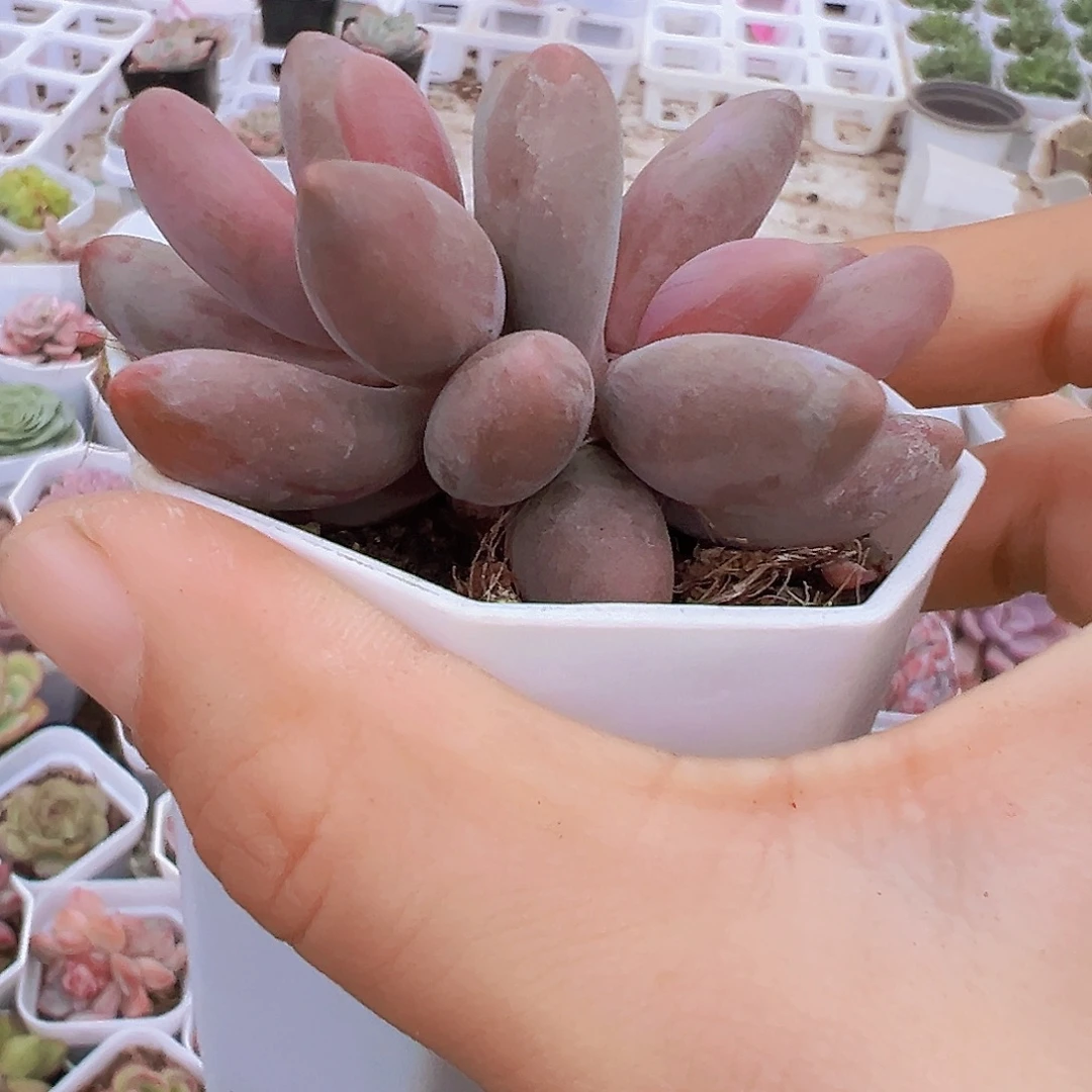 双头桃果美人19包邮