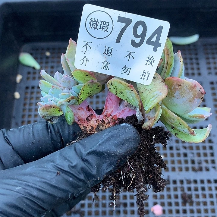 白凤缀化 瑕疵 非偏远38包邮、节后发