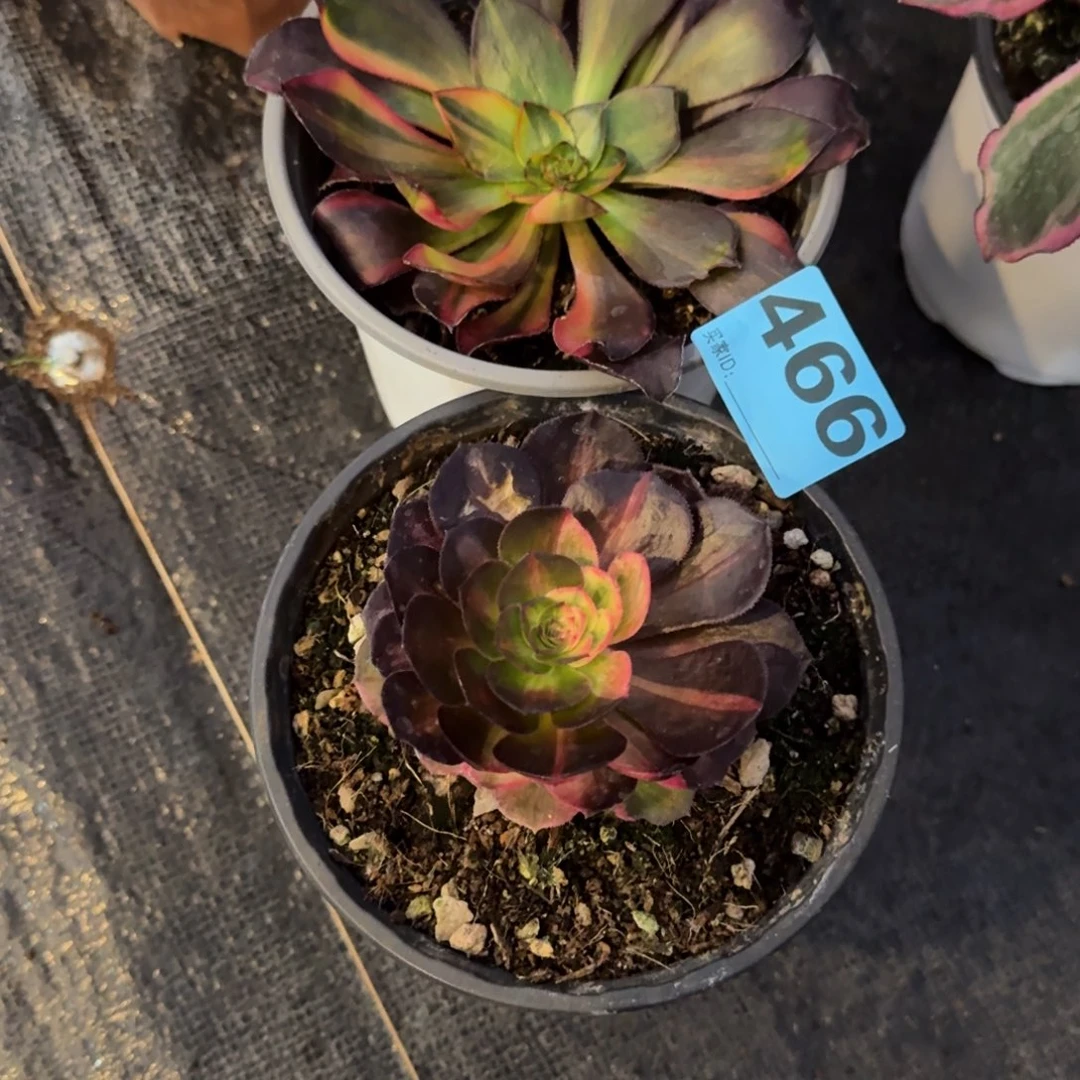 卿***遥466万圣节系列花脸