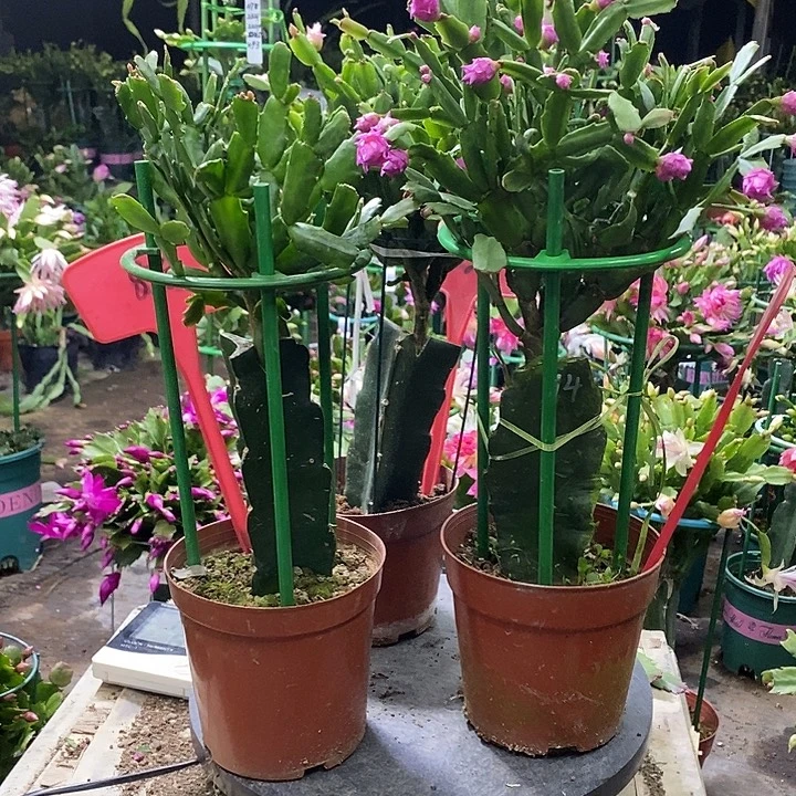 白玫瑰810➕粉玫瑰859➕樱桃玫瑰628