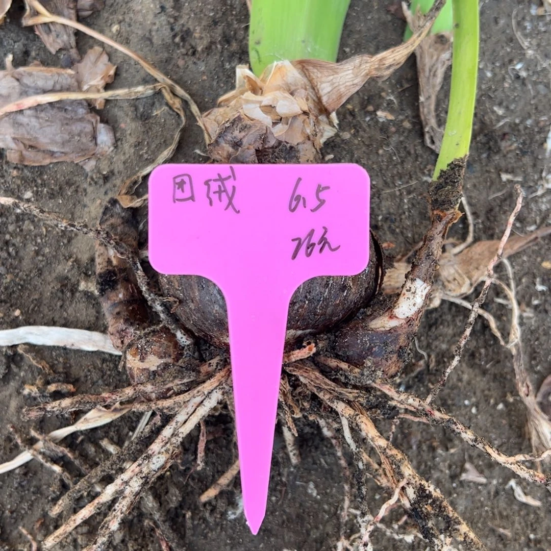 当前无花朵，栽培后可花朵