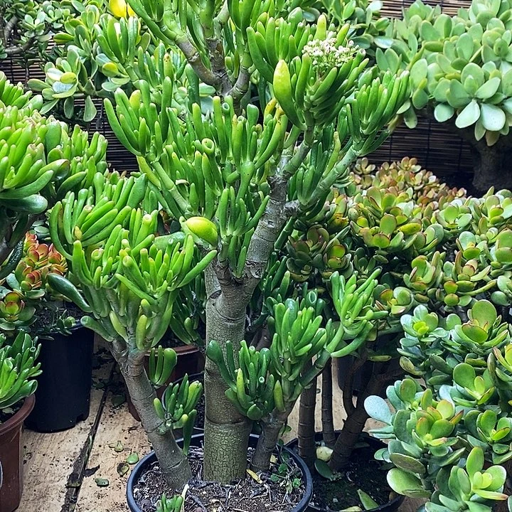 老桩吸财树一物一拍