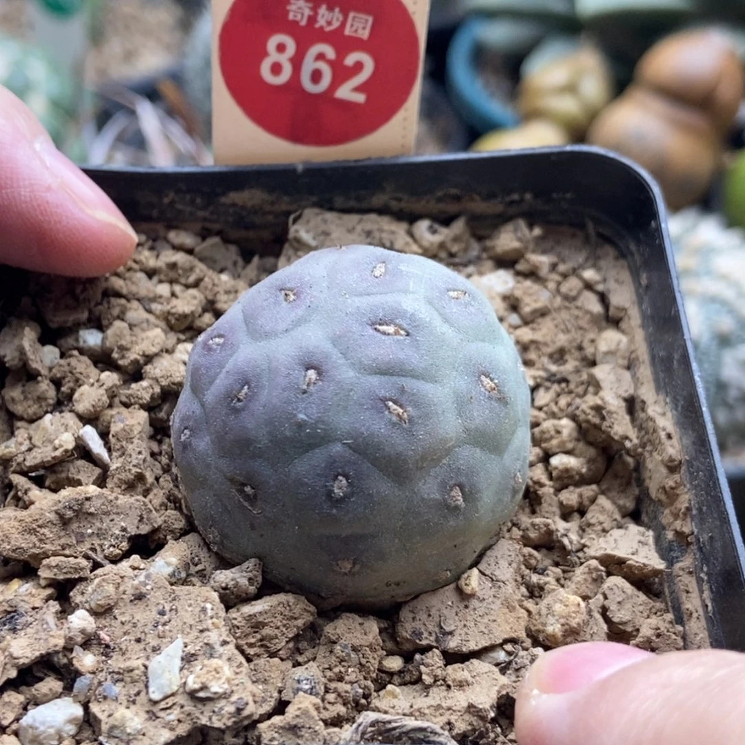 自根无刺习志野一棵仙人球