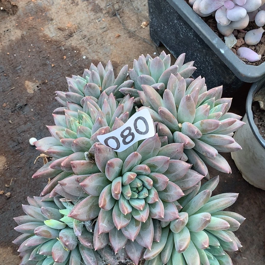 080美人一物一拍多肉