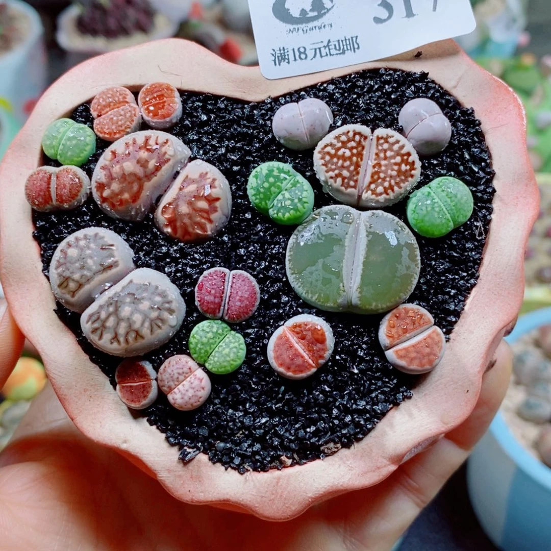 生石花花花花花花花317