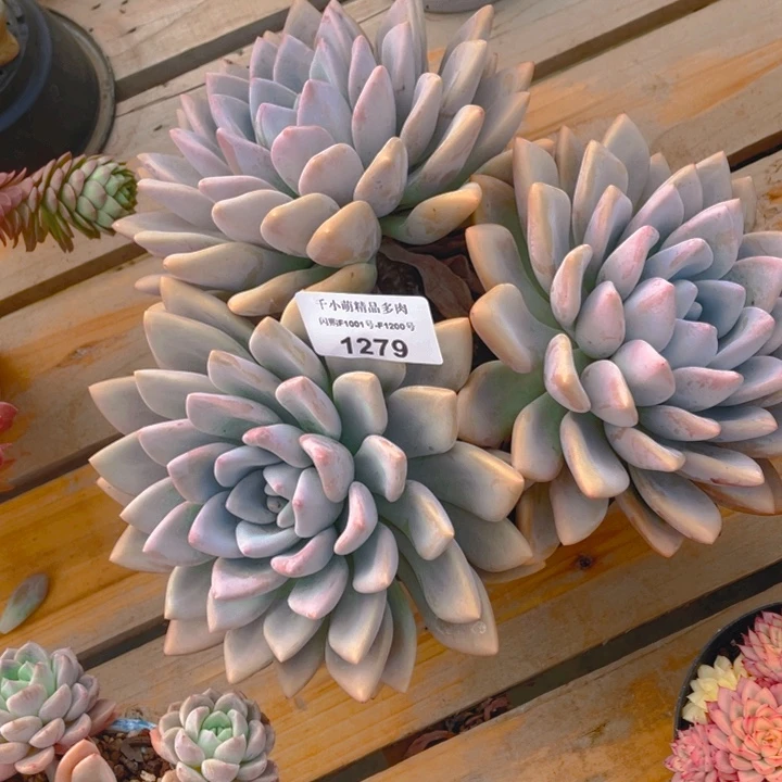 谢谢你的支持000001279