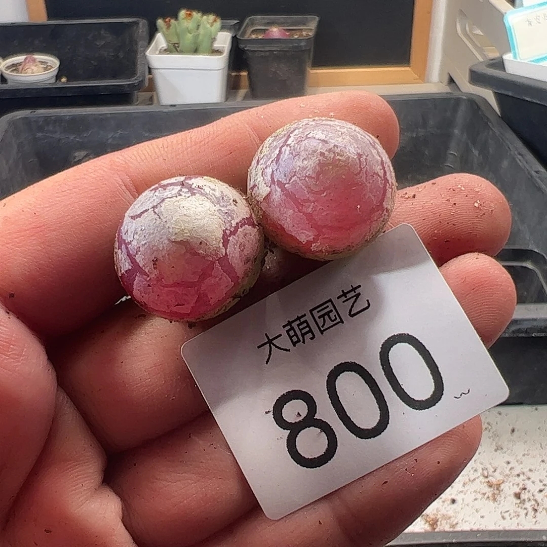 一物一拍。           800