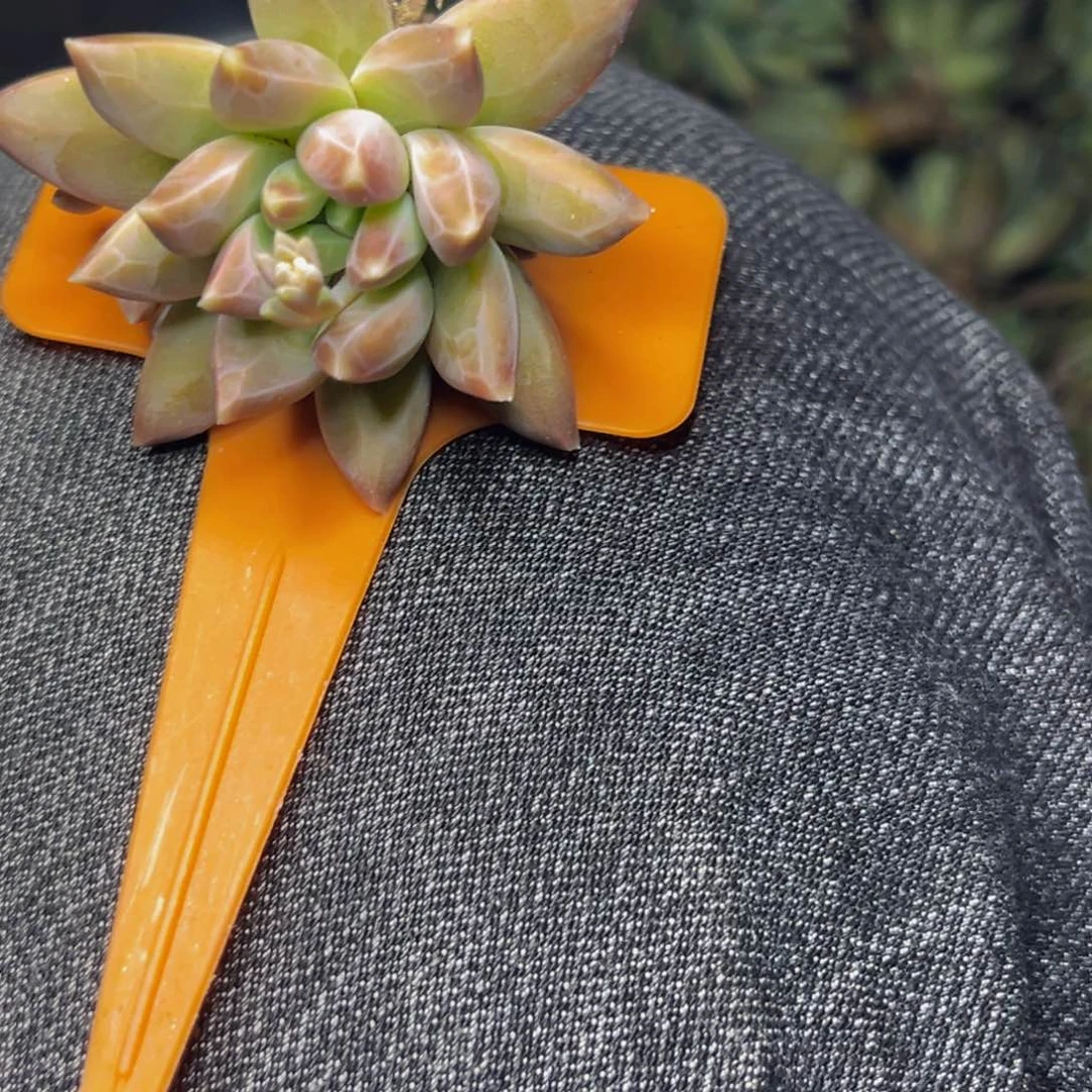 *️****1794号晚上多肉植物群生多肉