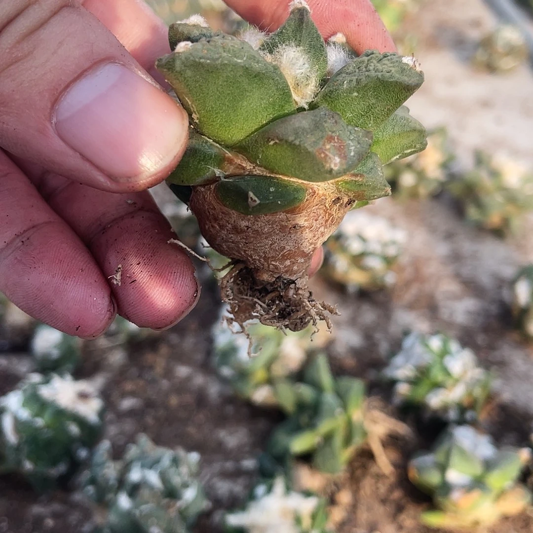 无花朵实生花牡丹杂怒