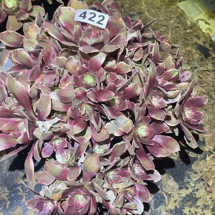 多肉植物断枝不包422浣纱