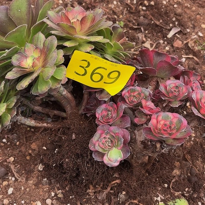 多肉植物福利来369包