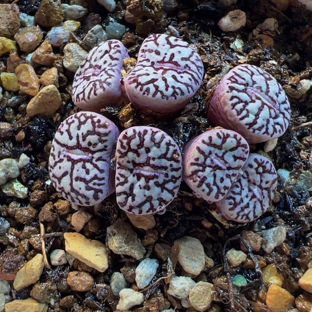 751多肉植物种类多样