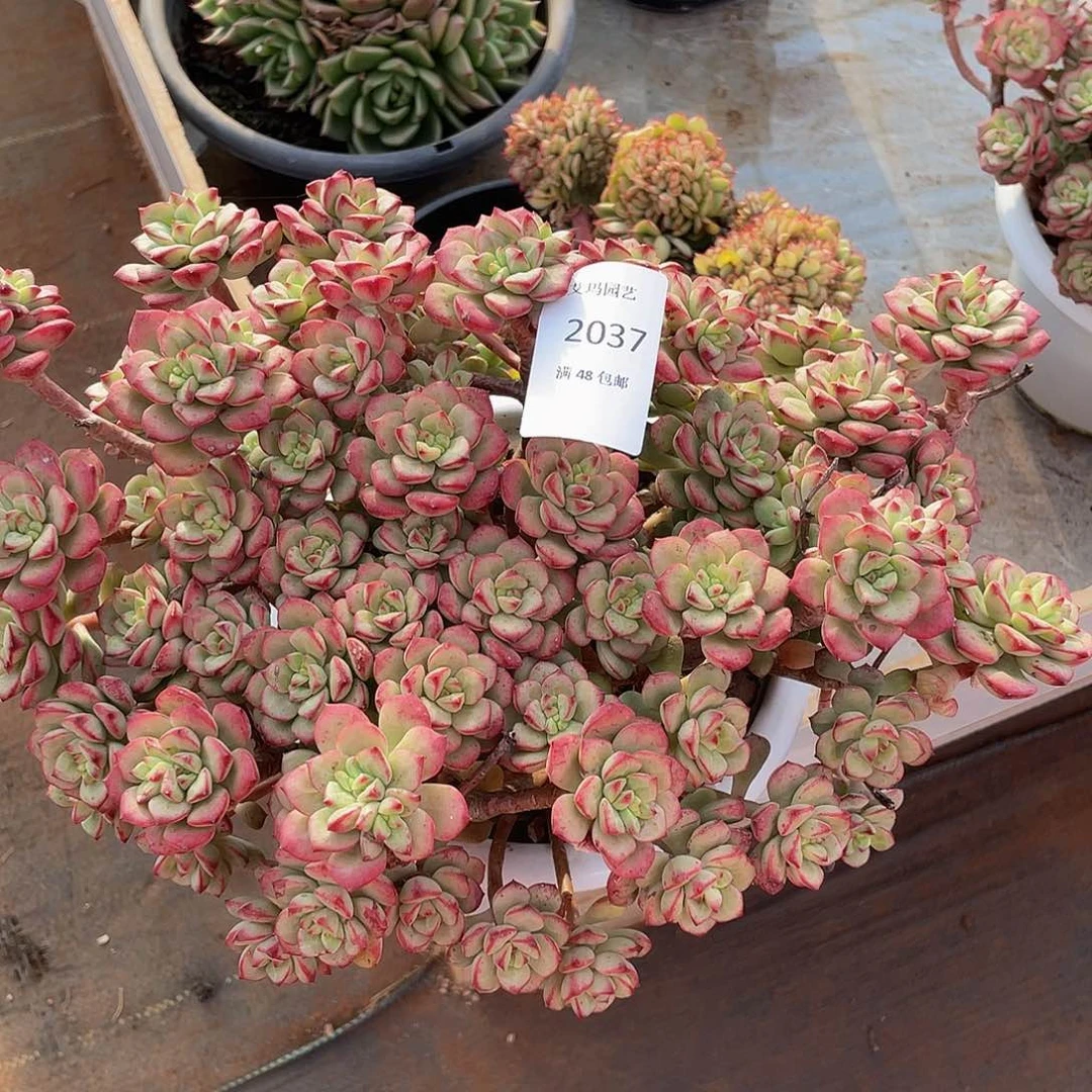 探戈037 的人多肉多肉