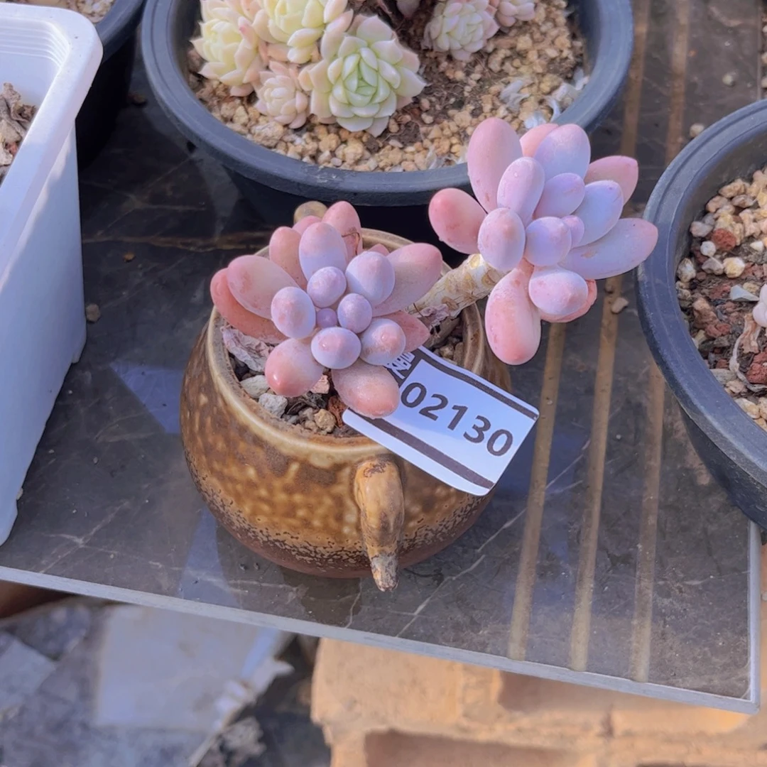 汤圆多肉植物02130