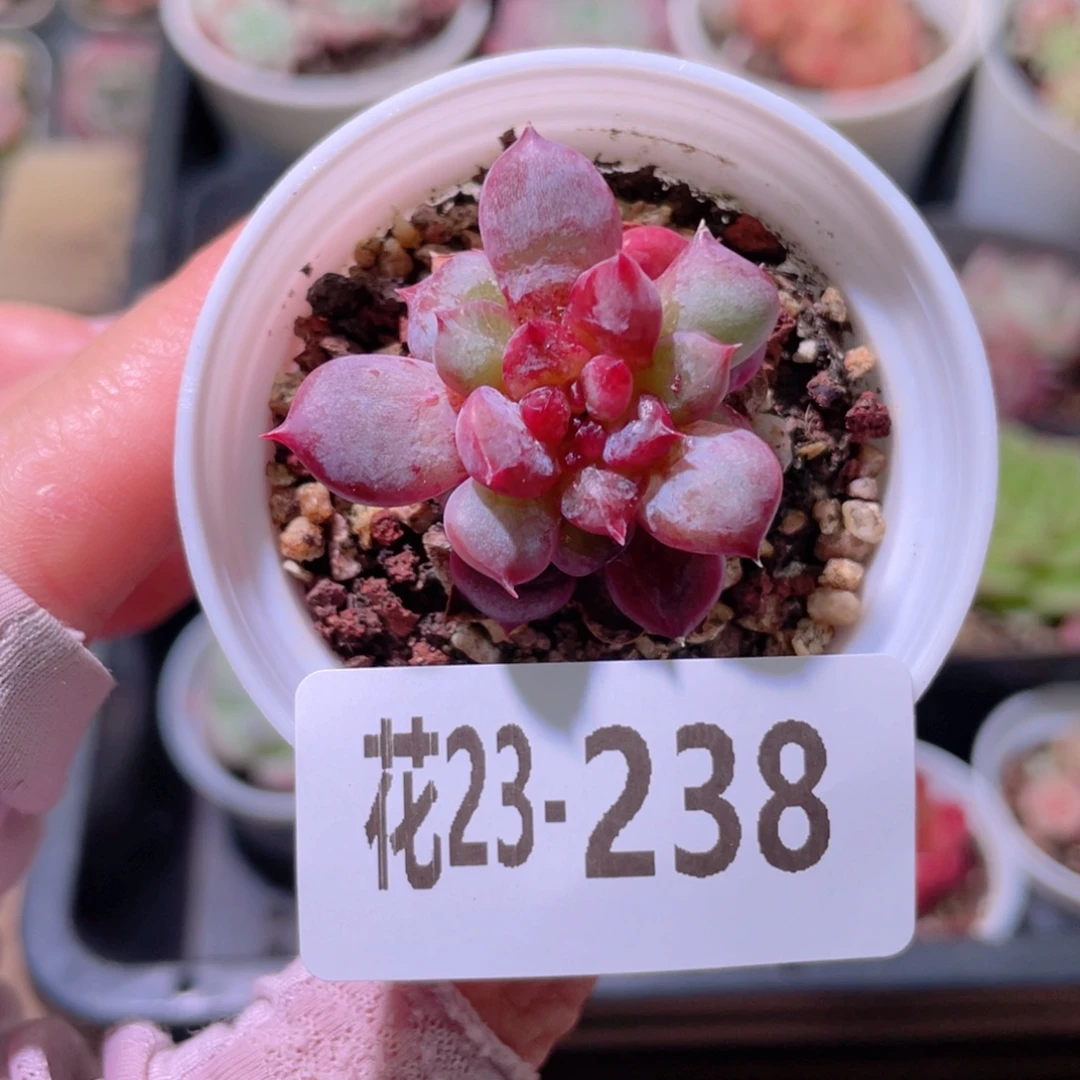 花利美23-238新品