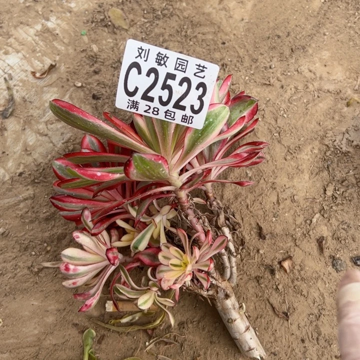 无*草2523多肉植物砍头法师