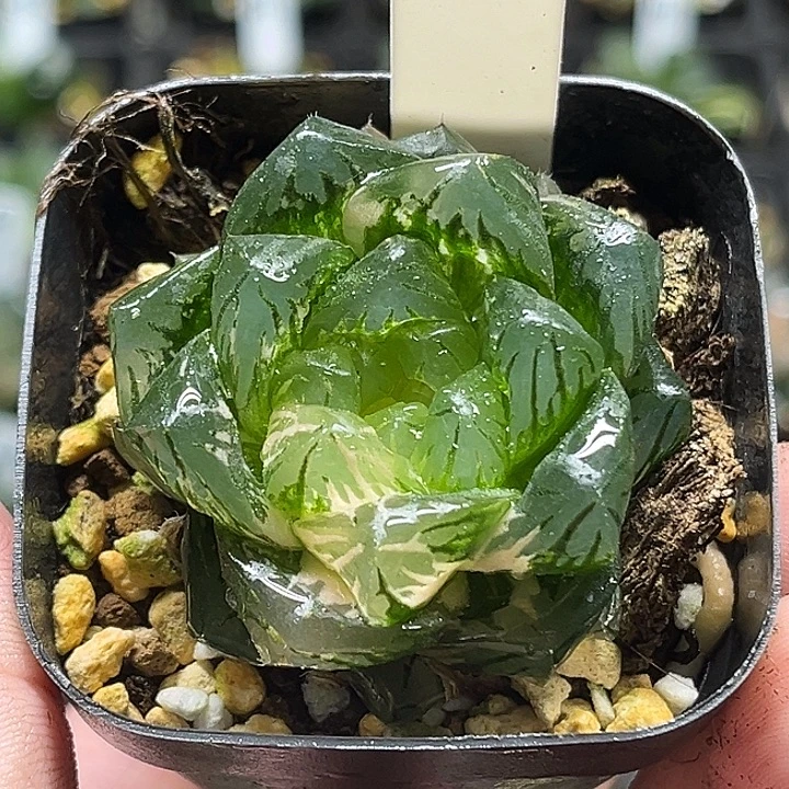 55大窗龙鳞玉露锦