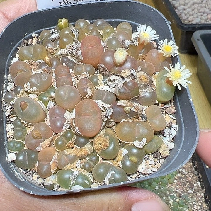 477号开播福利特价毛