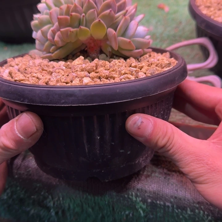 星影树缀无砍多肉