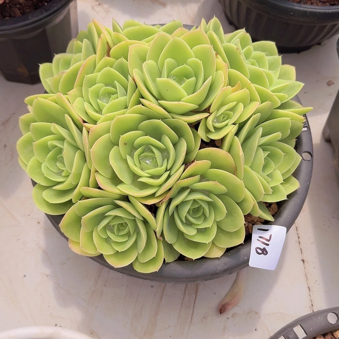 用***71718星纳塔多肉植物