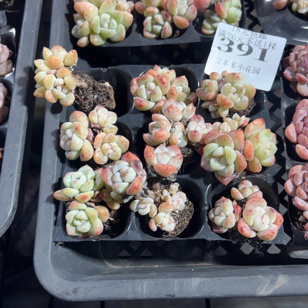 391号冰玉群穴盘到手9颗 不包整散 不售后 一物一拍