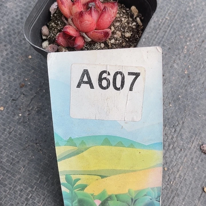 星**✨607密密麻麻密密麻麻