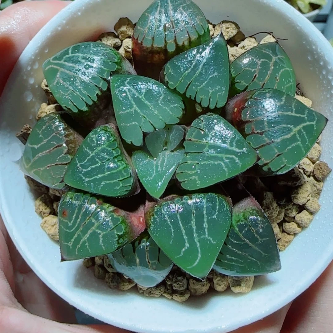 爱神克多肉植物