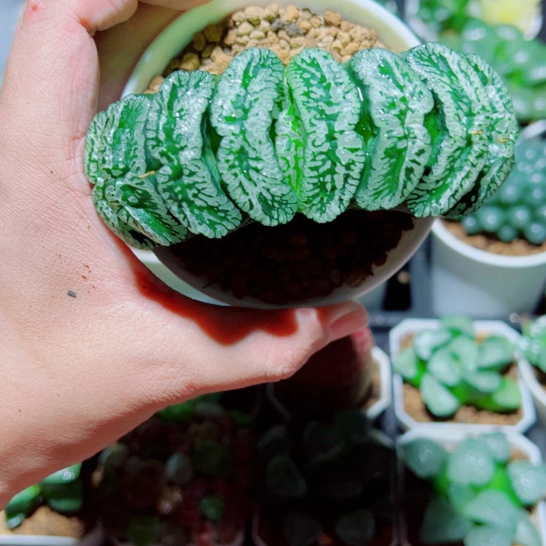 玄武玉扇多肉植物