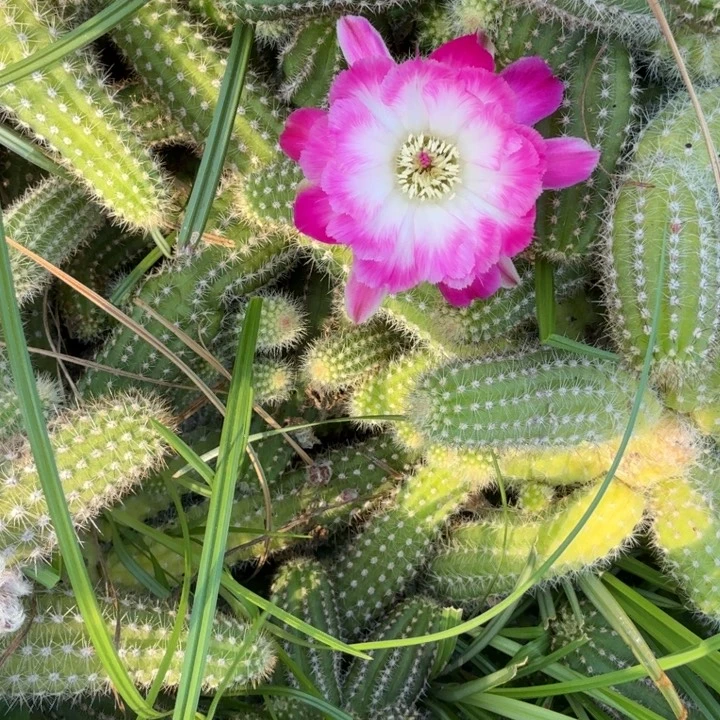 白檀仙人掌1172侧芽一个