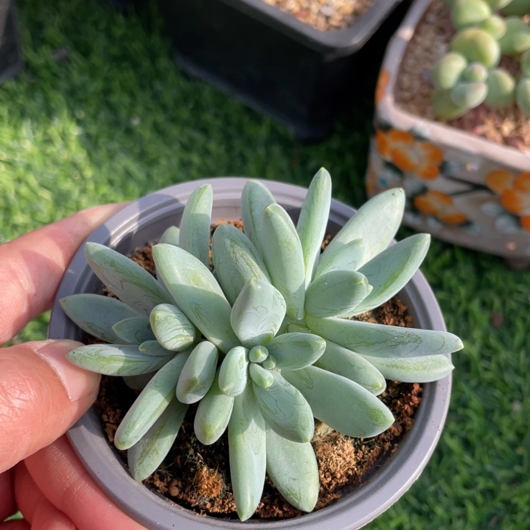 阿蒂斯托多肉植物
