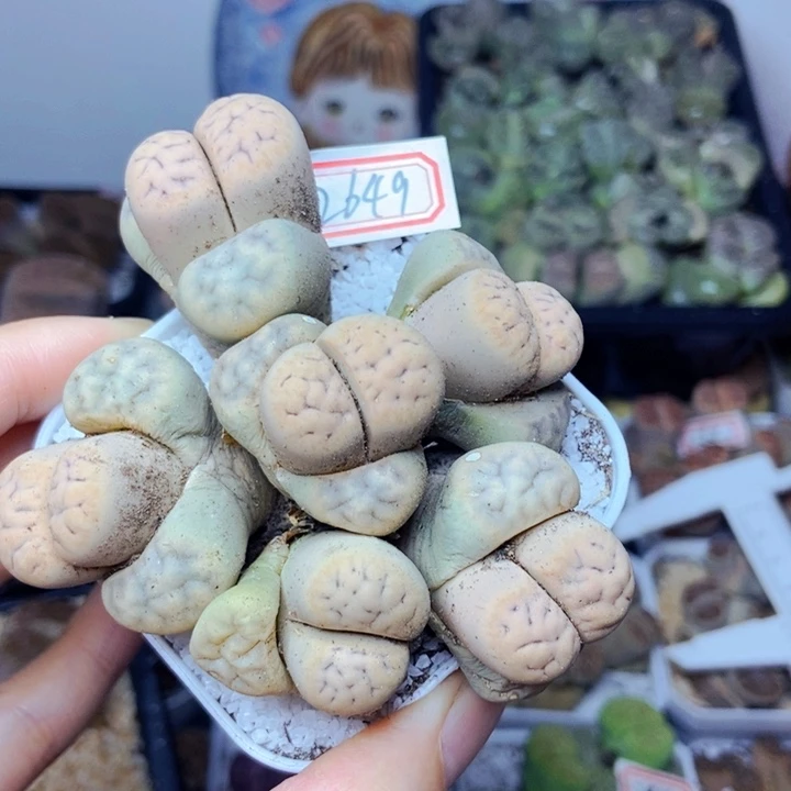 樱桃爱妃们的美肉