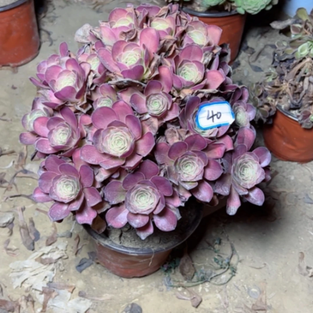 【闪购商品】多肉植物魅金40