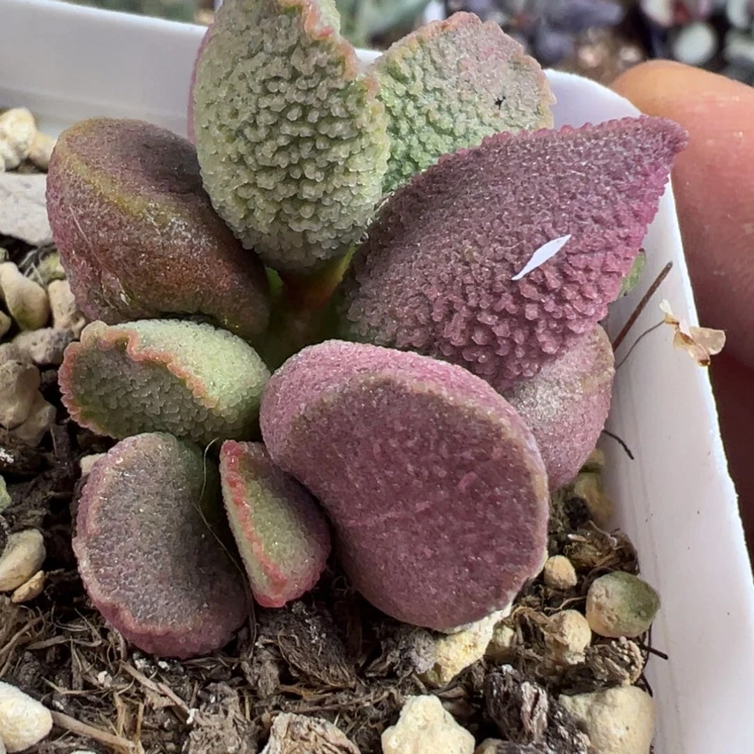 赛猪肝水泡多肉植物水泡泡