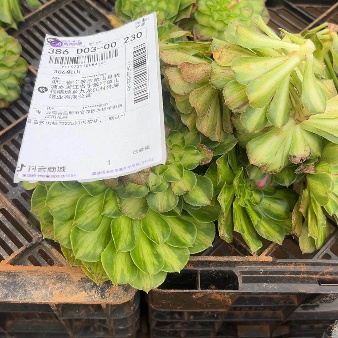 精品多肉植物知否砍头