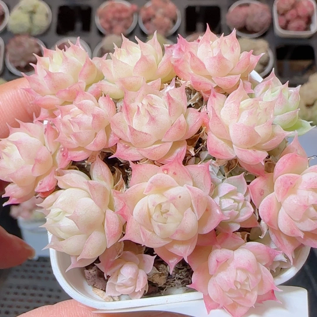 花语多肉1228-135散