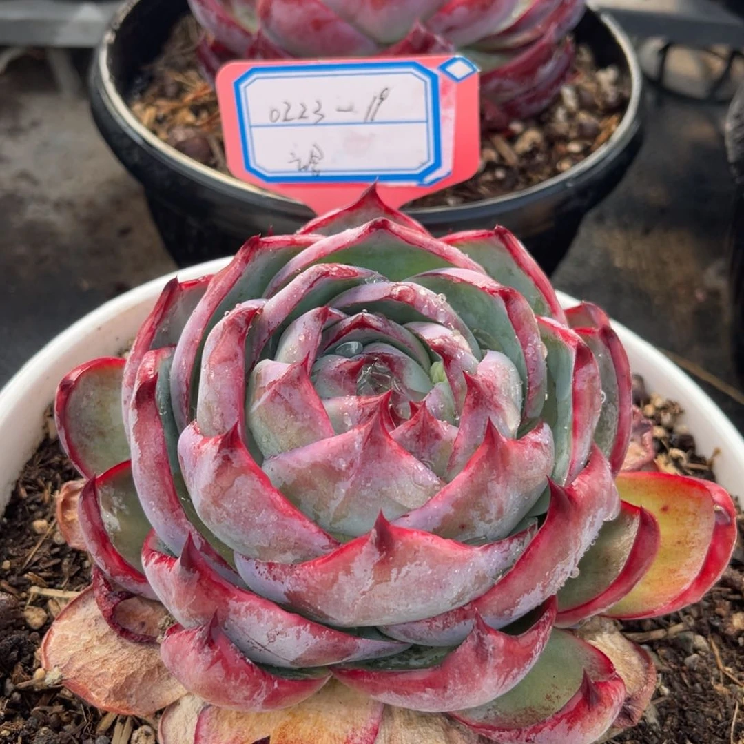 云舍多肉惊鸿仙子福利023-19