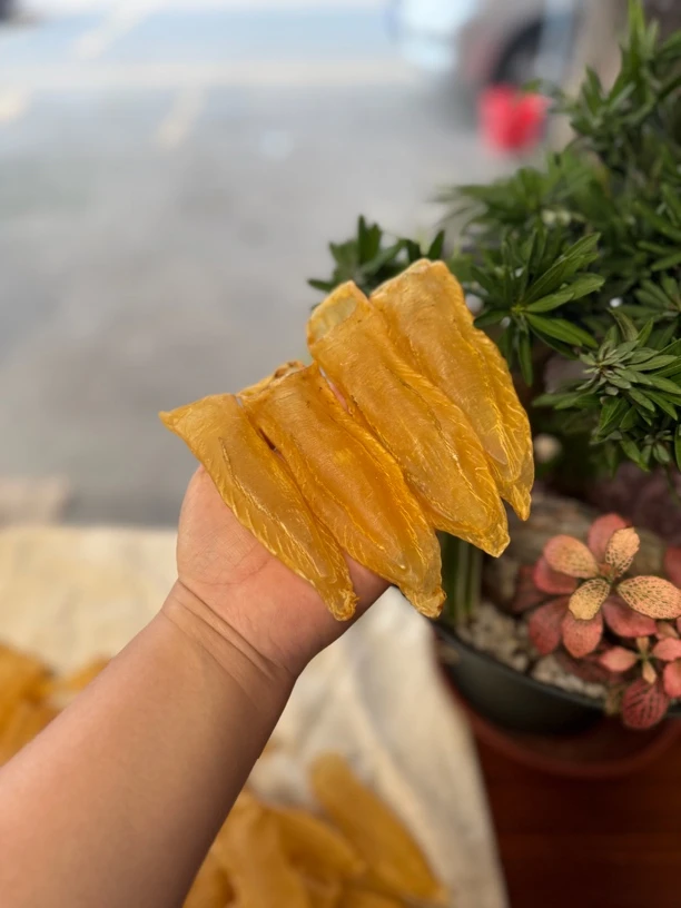 本港白花胶金条形44头