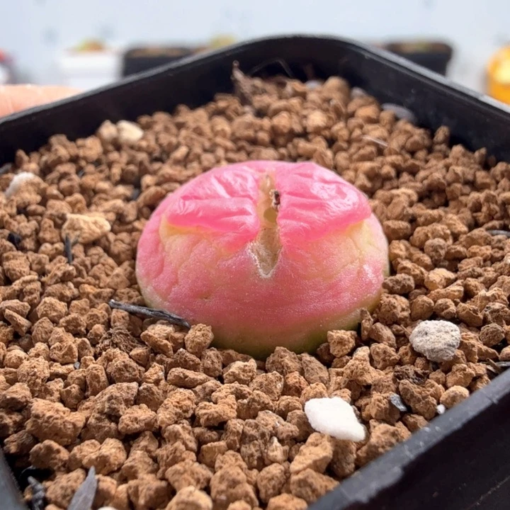 .19日系拉登 2.1厘米 带盆发