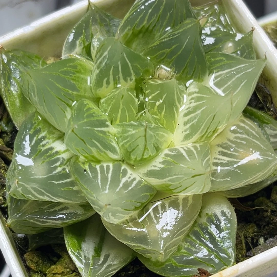 十二卷多肉植物15灯芯