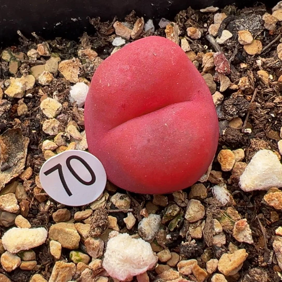 多肉植物11111111111111