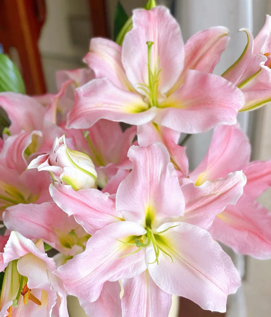 【云舍花卉】【芭比公主】单瓣百合全场任意满两单及以上鲜花包邮发货