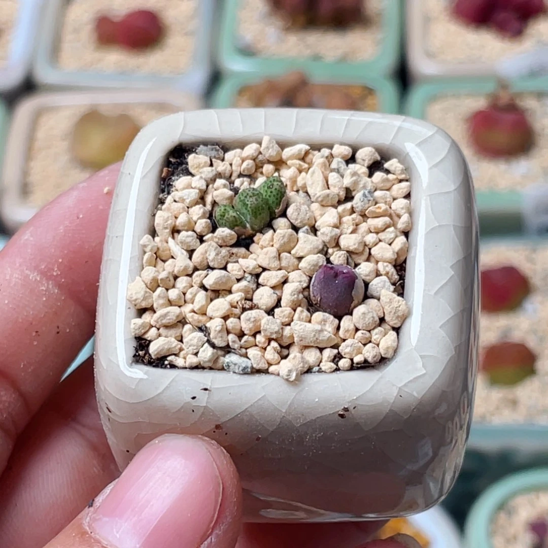 无花朵9485--一物一拍 带盆