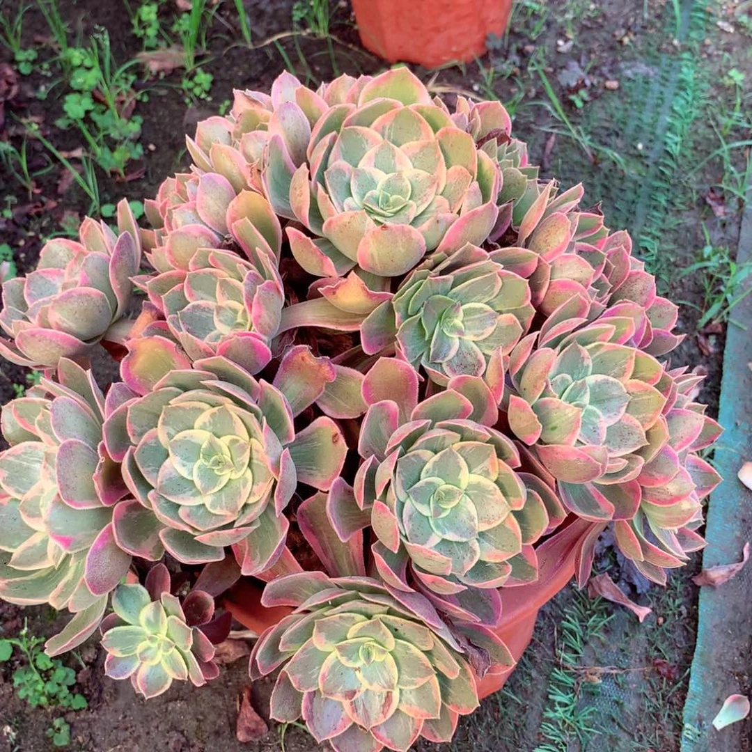 浣纱捧花，两颗包邮